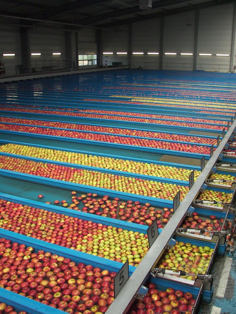 Stock photo of apples being sorted in various lanes in a sorting facility