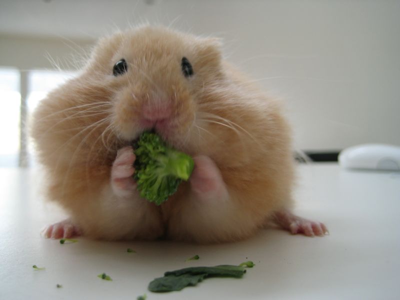 Hamster eating broccoli