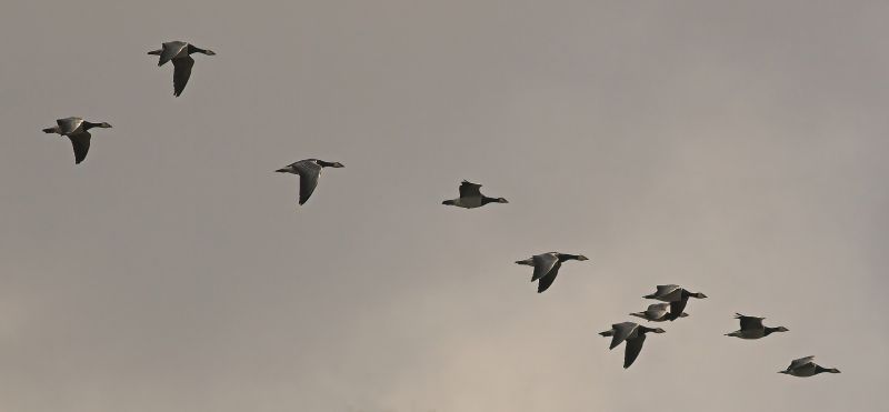 Image of migrating birds