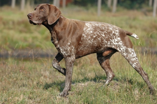 Photo of a Pointer (dog)