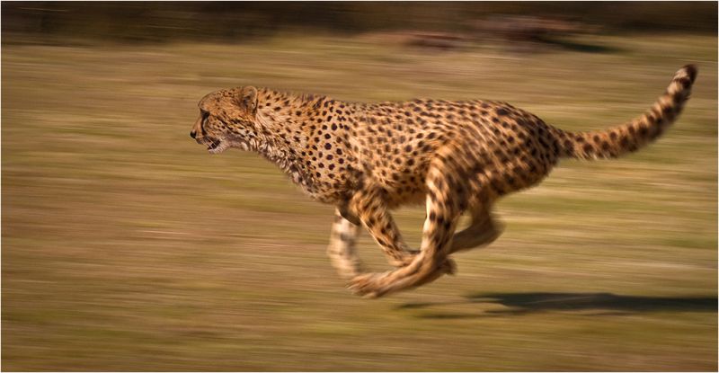 Photo of a running cheetah