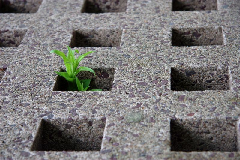 Image of Plant growing through a hole in cement