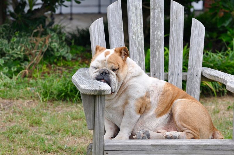 Image of a dog sleeping in a chair outdoors