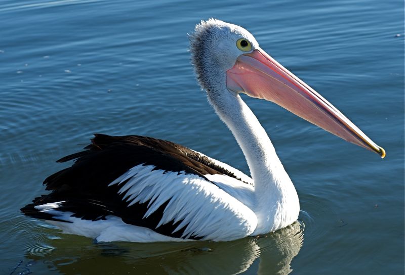 Image of a Pelican in the water