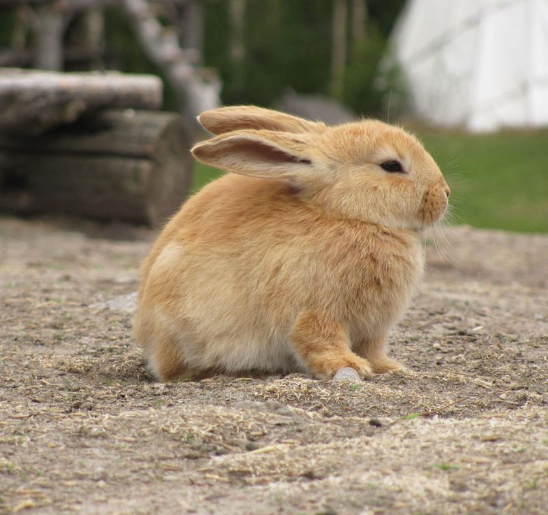 Image of a bunny