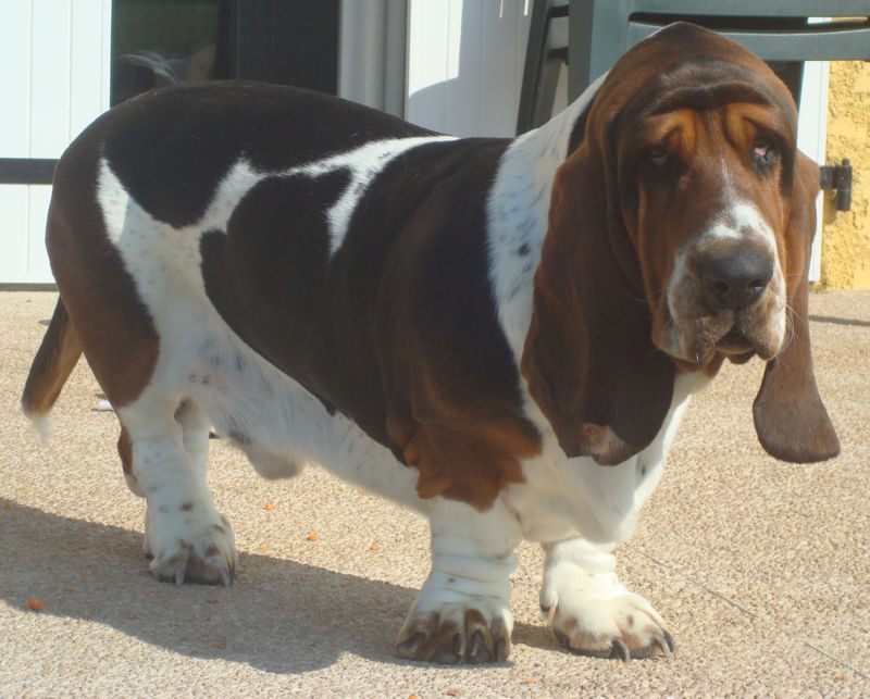 Stock photo of a bassett hound