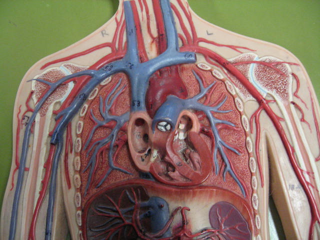 Anatomy model of a human upper torso