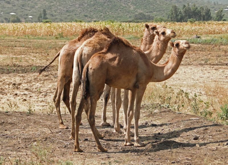 Stock photo of 3 Ethiopian camels